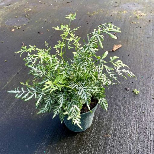 Silver Lace Fern