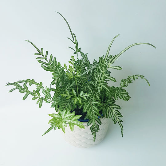Silver Lace Fern
