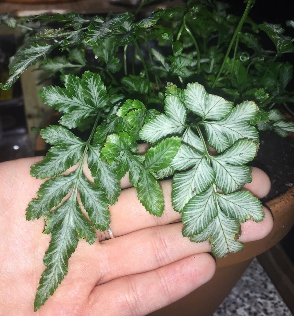 Silver Lace Fern