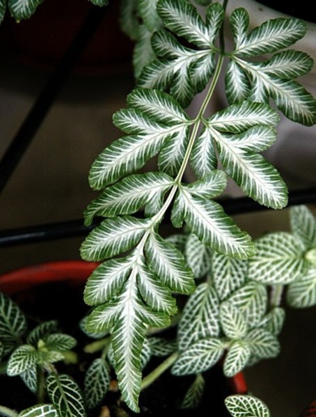 Silver Lace Fern