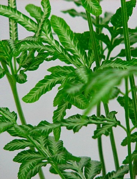 Silver Lace Fern