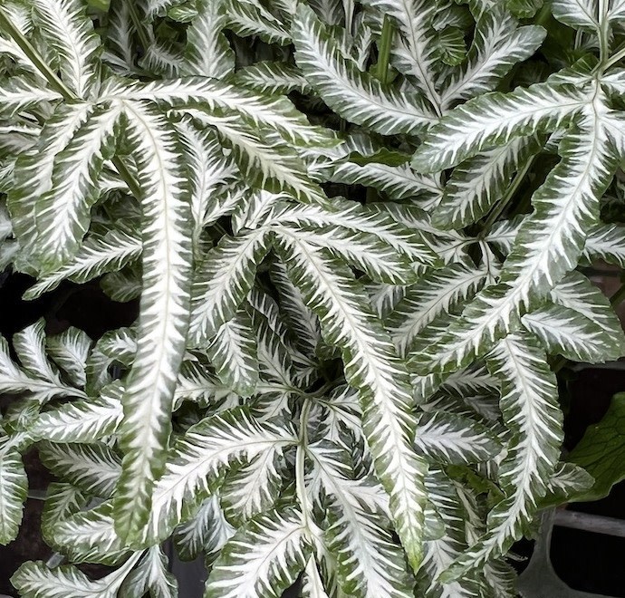 Silver Lace Fern