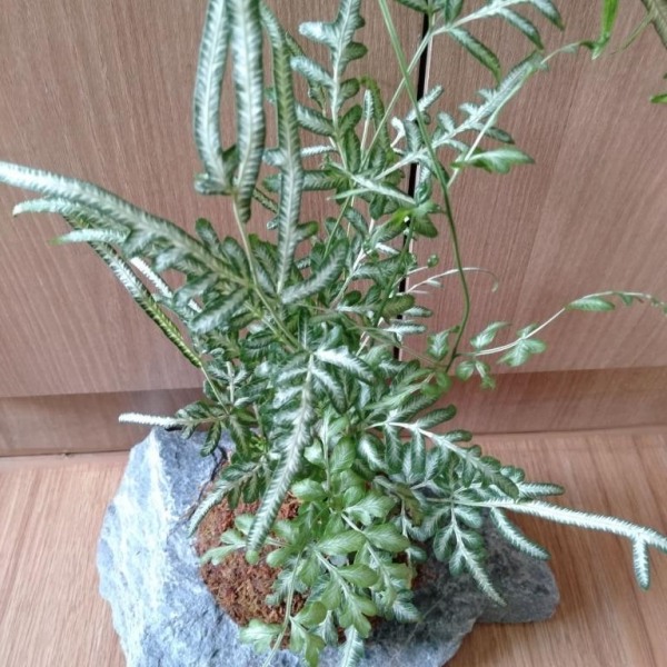 Silver Lace Fern