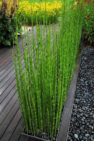 Horsetail Reed Grass