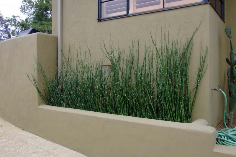 Horsetail Reed Grass