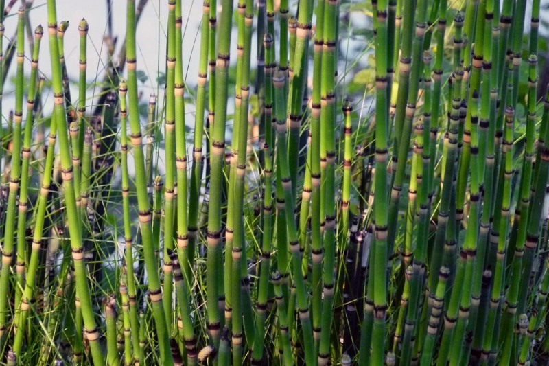 Horsetail Reed Grass