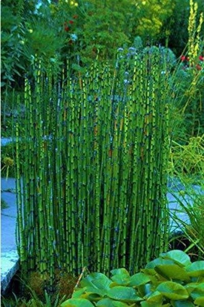 Horsetail Reed Grass