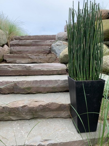 Horsetail Reed Grass