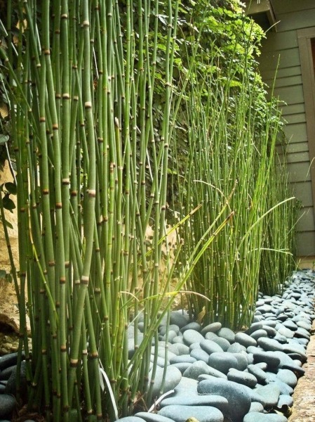 Horsetail Reed Grass