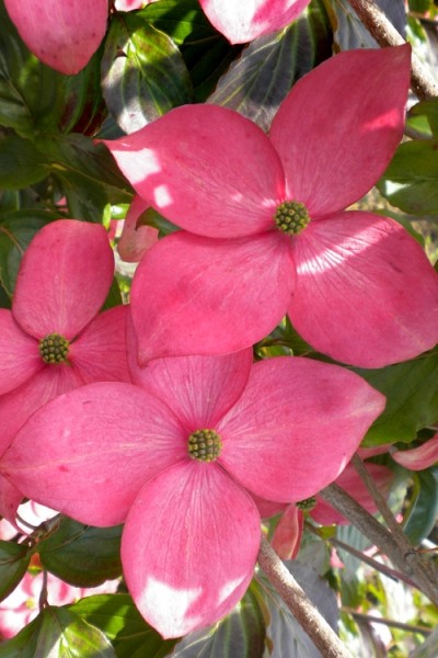 Satomi Pink Chinese Dogwood