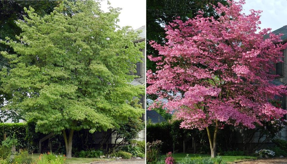 Satomi Pink Chinese Dogwood