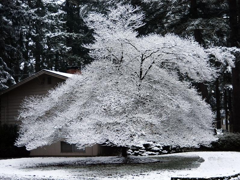 Satomi Pink Chinese Dogwood