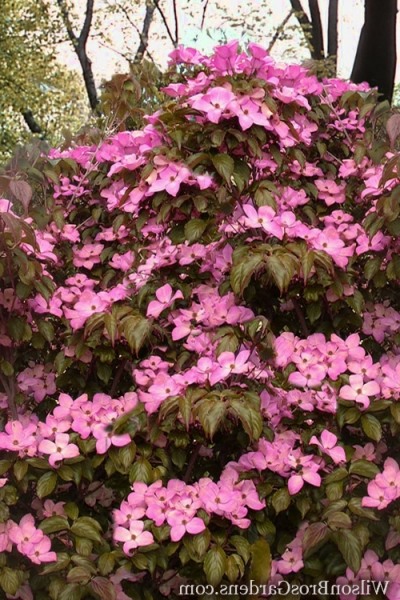 Satomi Pink Chinese Dogwood