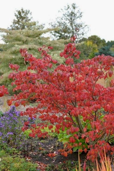 Satomi Pink Chinese Dogwood