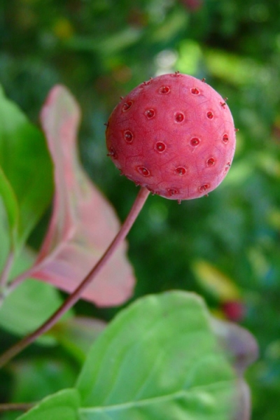 Satomi Pink Chinese Dogwood