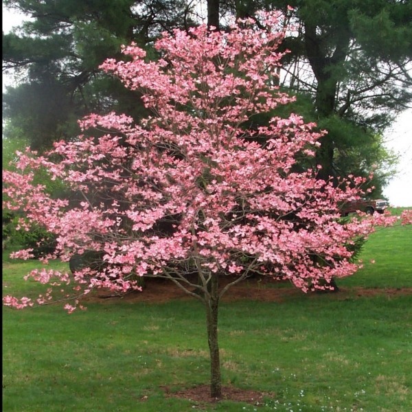 Satomi Pink Chinese Dogwood