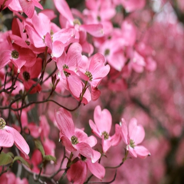 Satomi Pink Chinese Dogwood