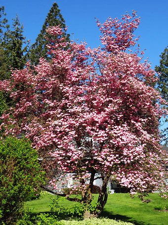 Satomi Pink Chinese Dogwood