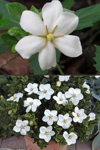 Hardy Fragrant Daisy Gardenia Bush