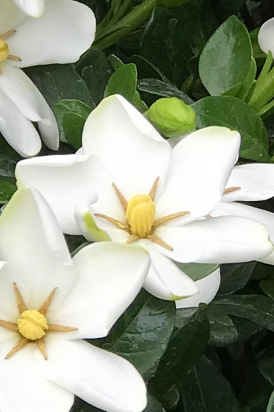 Hardy Fragrant Daisy Gardenia Bush