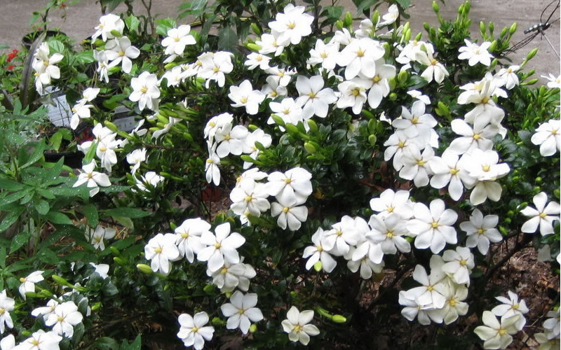Hardy Fragrant Daisy Gardenia Bush