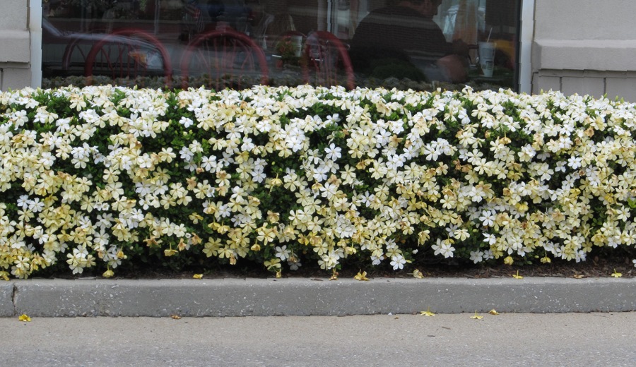 Hardy Fragrant Daisy Gardenia Bush