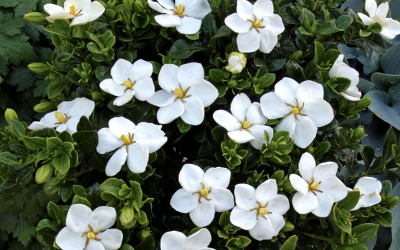 Hardy Fragrant Daisy Gardenia Bush