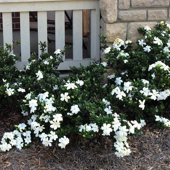 Hardy Fragrant Daisy Gardenia Bush