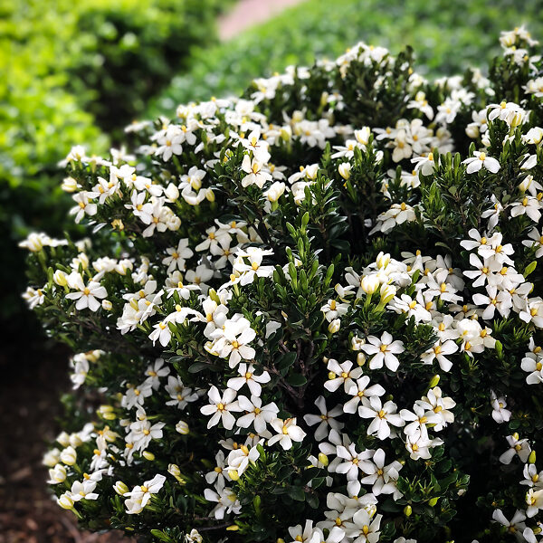Hardy Fragrant Daisy Gardenia Bush