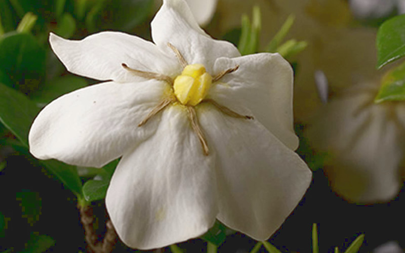 ScentAmazing Gardenia