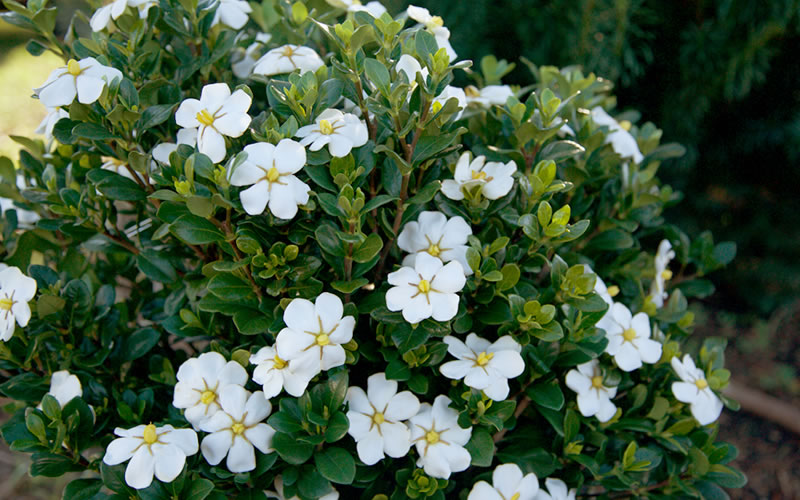 ScentAmazing Gardenia