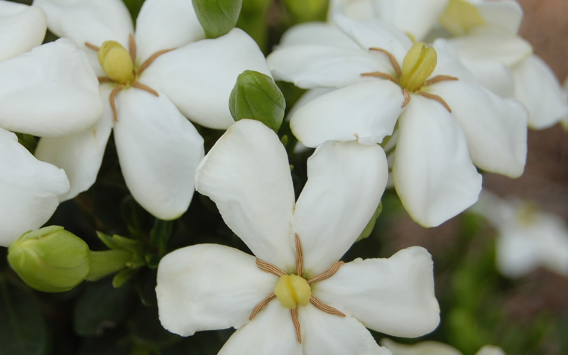 ScentAmazing Gardenia