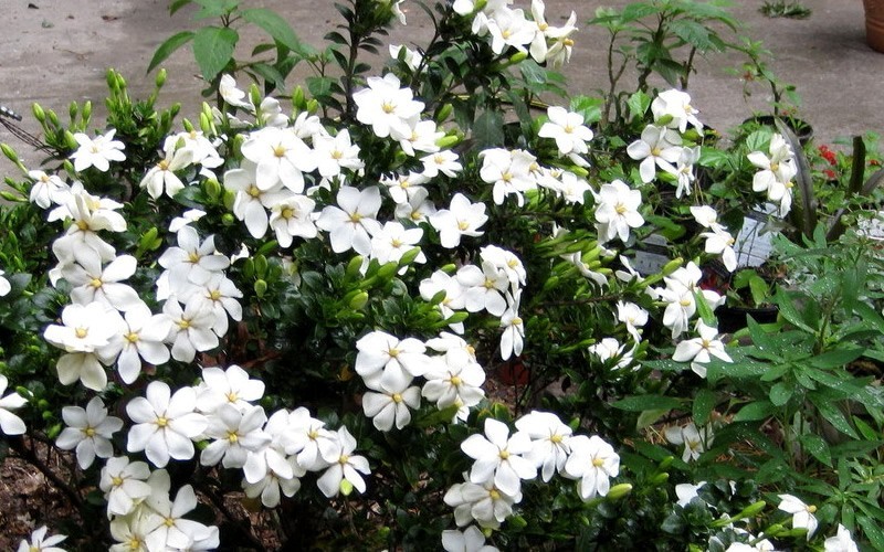 ScentAmazing Gardenia