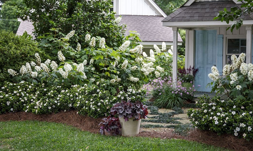 ScentAmazing Gardenia