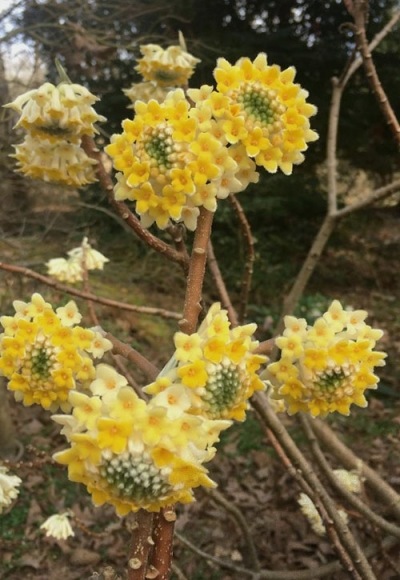 Edgeworthia Paper Bush