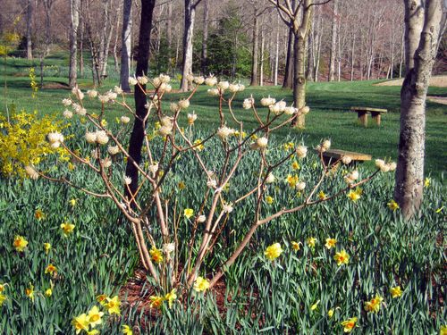 Edgeworthia Paper Bush