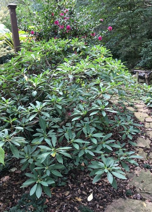 Edgeworthia Paper Bush