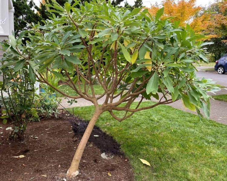 Edgeworthia Paper Bush