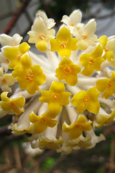 Edgeworthia Paper Bush