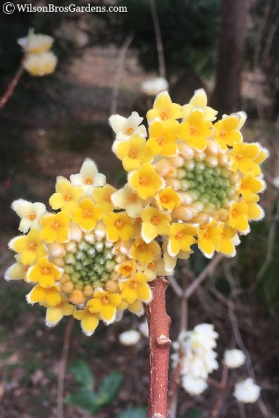 Edgeworthia Paper Bush