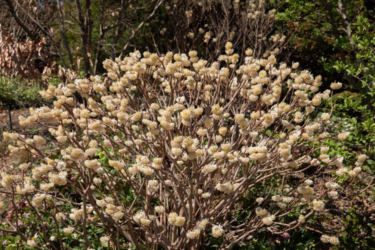 Edgeworthia Paper Bush