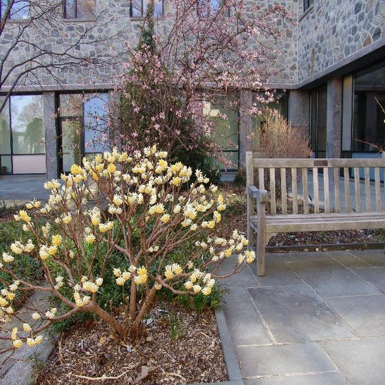 Edgeworthia Paper Bush
