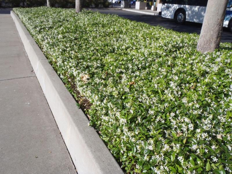 Confederate Jasmine Vine
