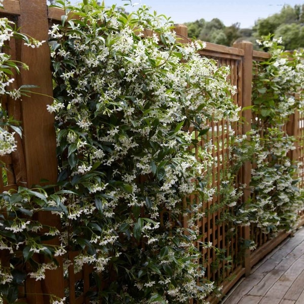 Confederate Jasmine Vine