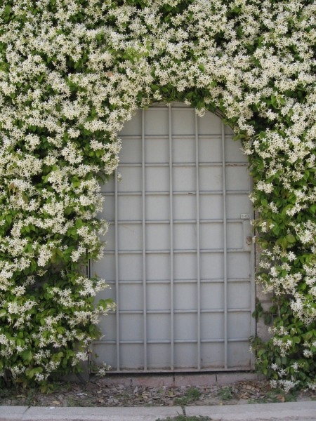 Confederate Jasmine Vine