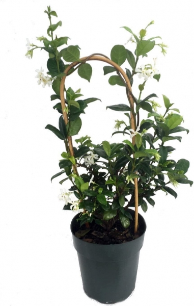Confederate Jasmine Vine