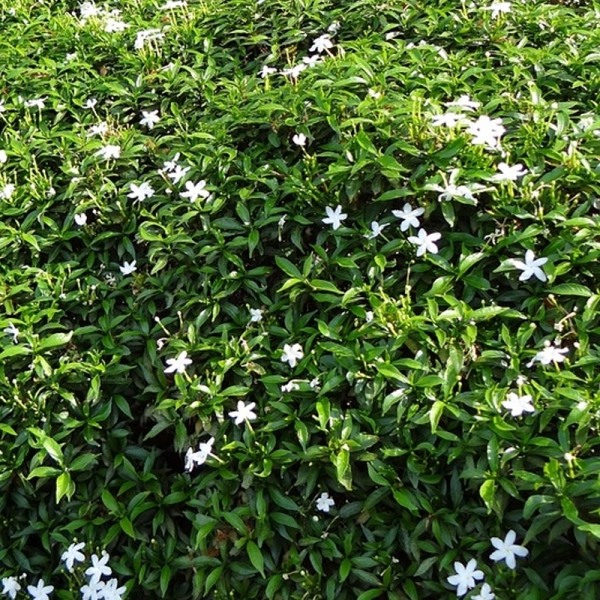 Confederate Jasmine Vine