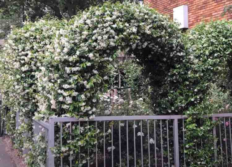 Confederate Jasmine Vine