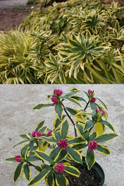 Maejima Variegated Pink Winter Daphne