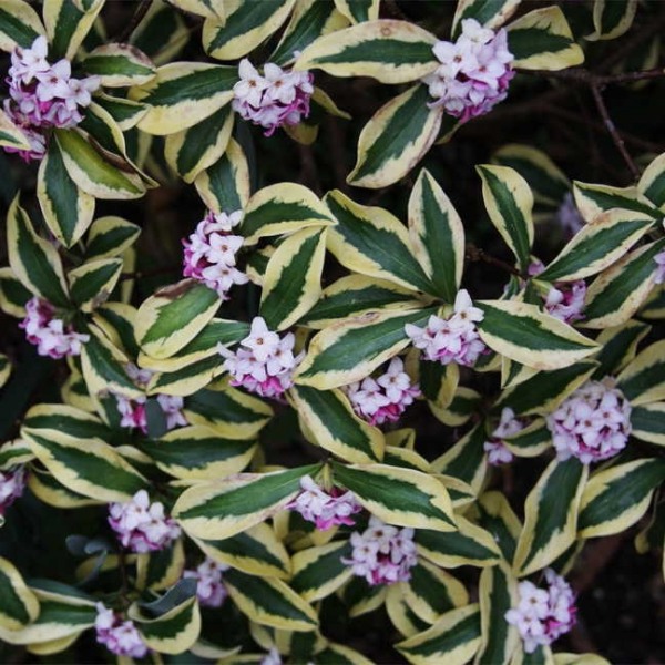 Maejima Variegated Pink Winter Daphne